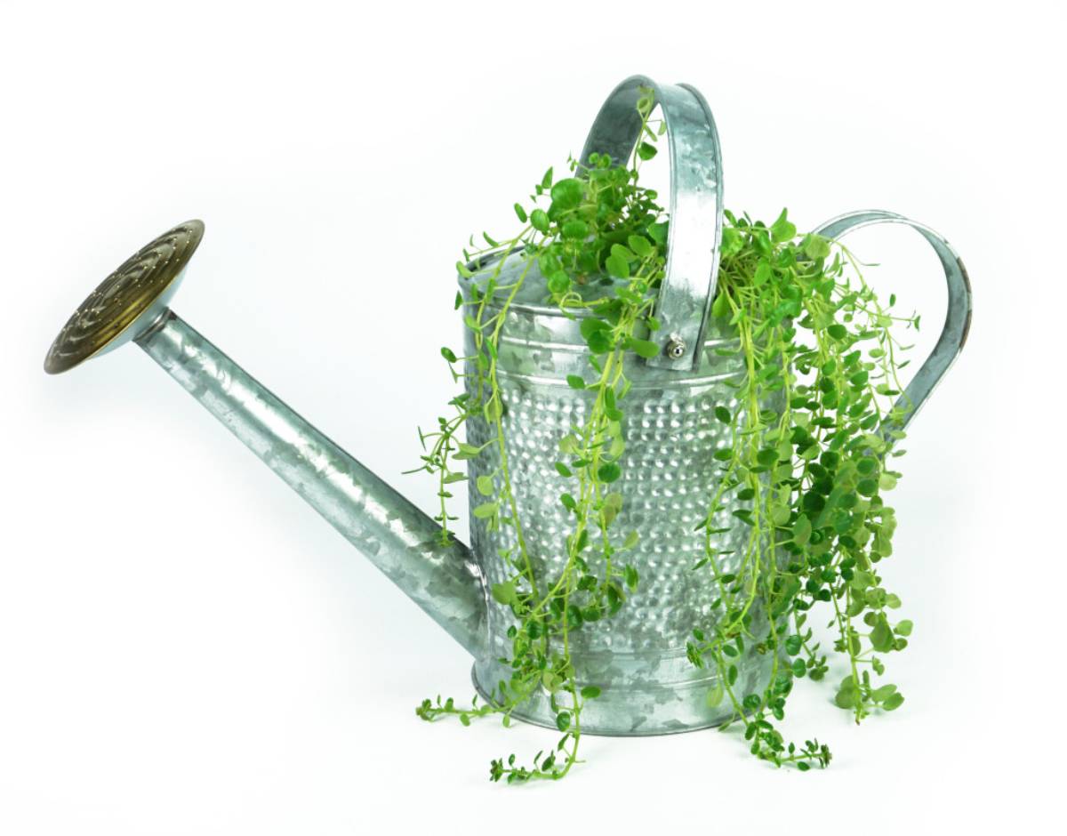 watering can with vines