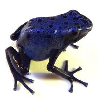 Dendrobates tinctorius 'Azureus' Wattley Line | Blue Poison Dart Frog (Captive Bred CBP)