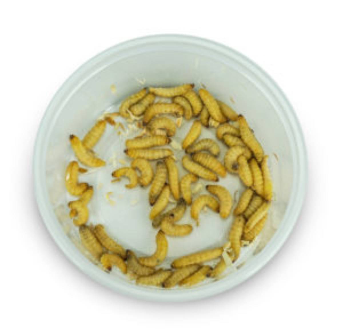Feeder insects: waxworms 