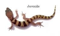Western Banded Gecko - Coleonyx variegatus (Captive Bred)