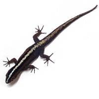 Wiegmann's Striped Gecko - Gonatodes vittatus (Captive Bred)