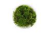 Vesicularia montagnei - Christmas Moss