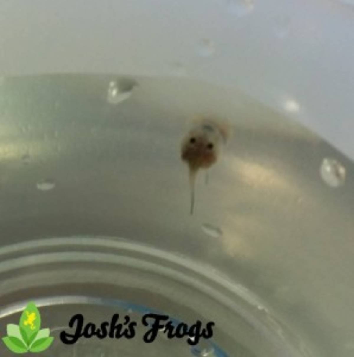 yellow spotted climbing toad captive bred for sale Josh's frogs albino tadpole
