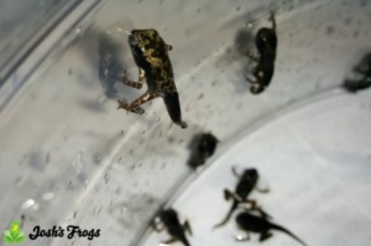 yellow spotted climbing toad pedostibes hosii captive bred for sale joshs frogs morphing toadlets