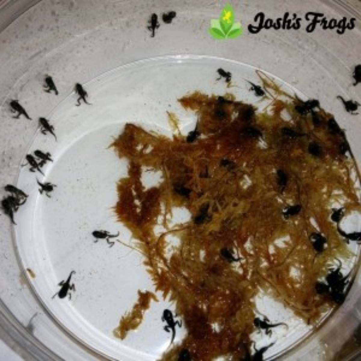 yellow spotted climbing toad pedostibes hosii captive bred for sale joshs frogs toadlets in bin