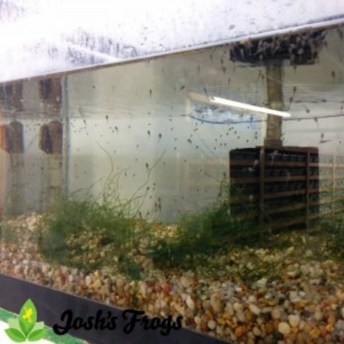 yellow spotted climbing toad tadpoles Pedostibes hosii Josh's frogs for sale tank 3 week 2 b