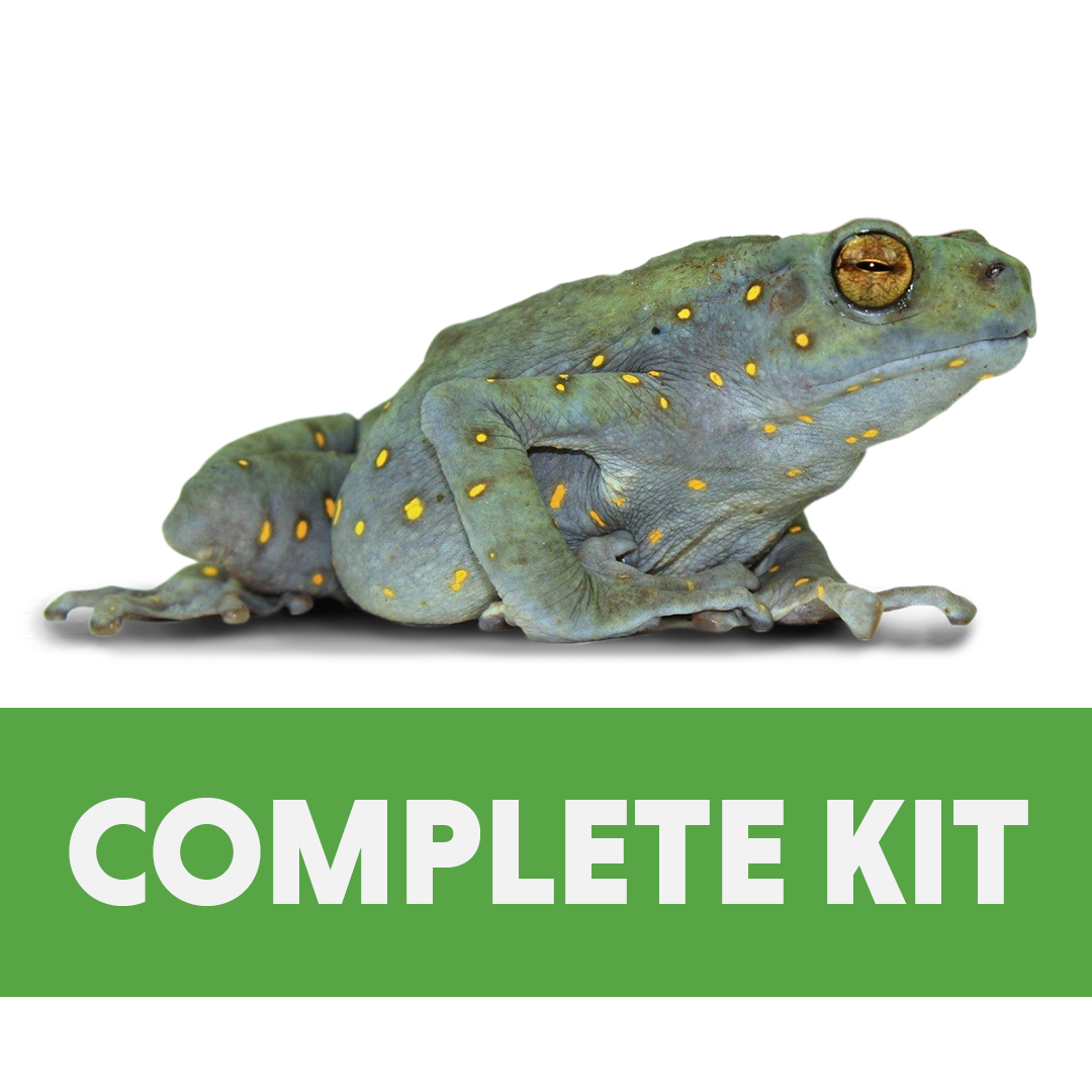 Yellow-Spotted Climbing Toad Complete Habitat Kit (18x18x24)