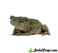 Female Yellow Spotted Climbing Toad - Rentapia flavomaculata (Captive Bred)
