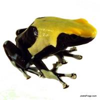 Dendrobates tinctorius 'Yellowback' | Dyeing Poison Arrow Frog (Captive Bred)