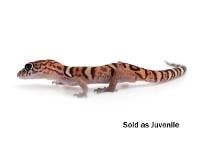Yucatan Banded Gecko - Coleonyx elegans (Captive Bred)