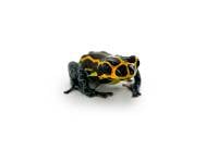 Ranitomeya imitator 'Yumbatos' - Mimic Poison Dart Frog (Captive Bred)